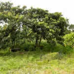 Quinta com T3+1 em Sobreiro 15