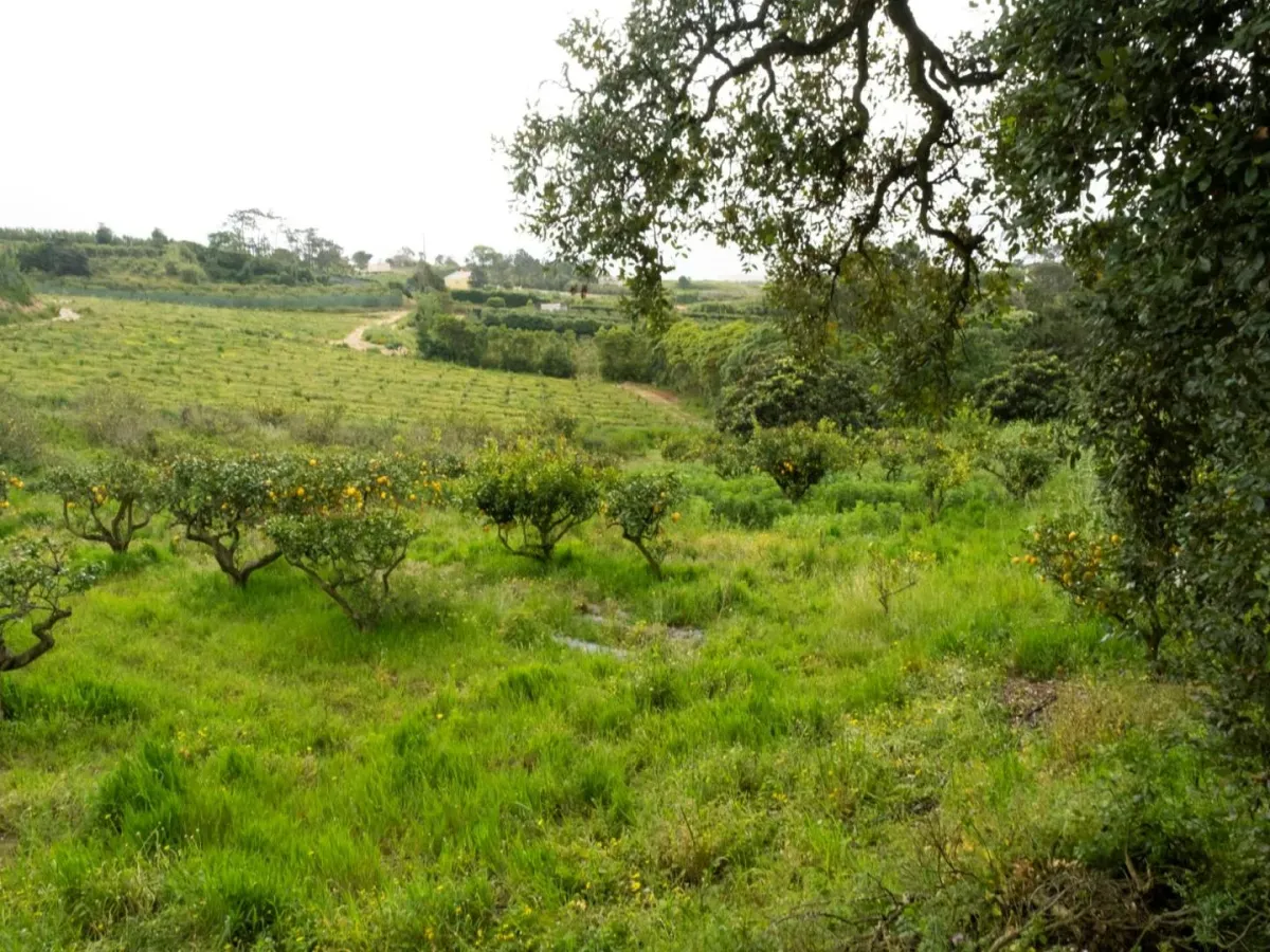 Quinta com T3+1 em Sobreiro