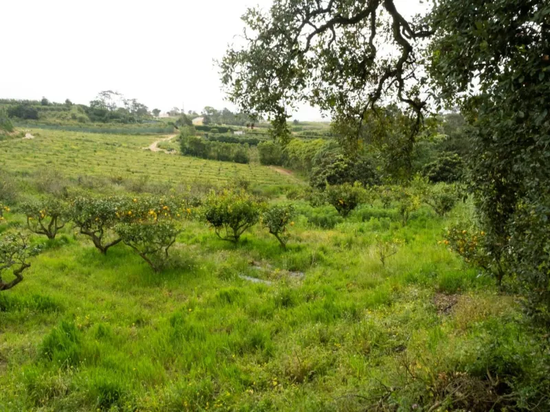 Quinta com T3+1 em Sobreiro