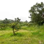 Quinta com T3+1 em Sobreiro 19