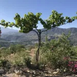 Finca de las Vistas 3