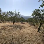 Finca de las Vistas 11