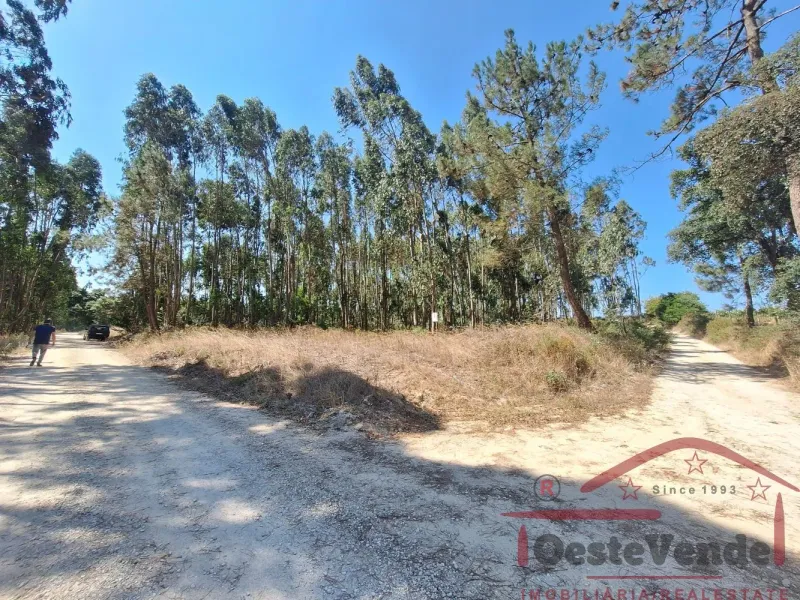 Terreno Rústico com Plantação de Eucaliptos