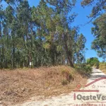 Terreno Rústico com Plantação de Eucaliptos 3