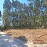 Terreno Rústico com Plantação de Eucaliptos 5