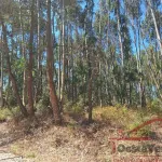 Terreno Rústico com Plantação de Eucaliptos 7