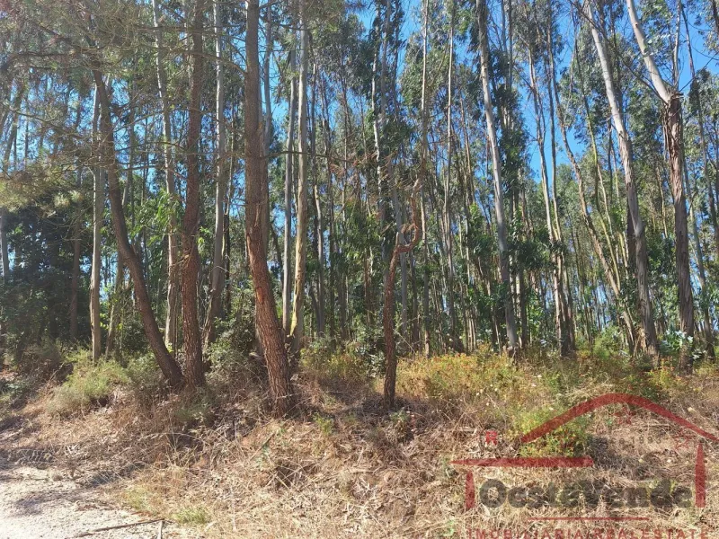 Terreno Rústico com Plantação de Eucaliptos