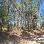 Terreno Rústico com Plantação de Eucaliptos 8