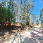 Terreno Rústico com Plantação de Eucaliptos 9