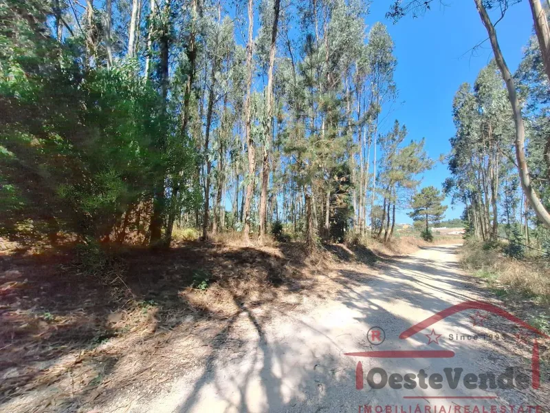 Terreno Rústico com Plantação de Eucaliptos