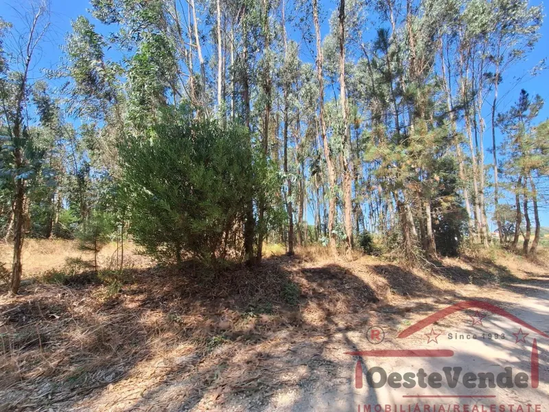 Terreno Rústico com Plantação de Eucaliptos