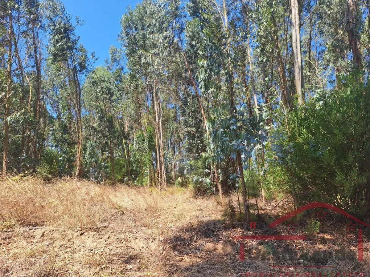 Terreno Rústico com Plantação de Eucaliptos