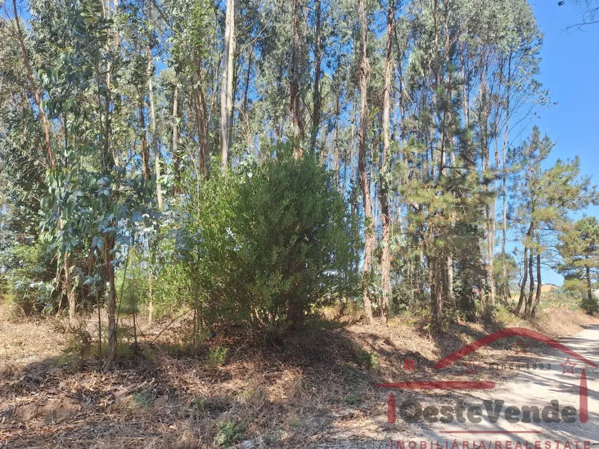 Terreno Rústico com Plantação de Eucaliptos