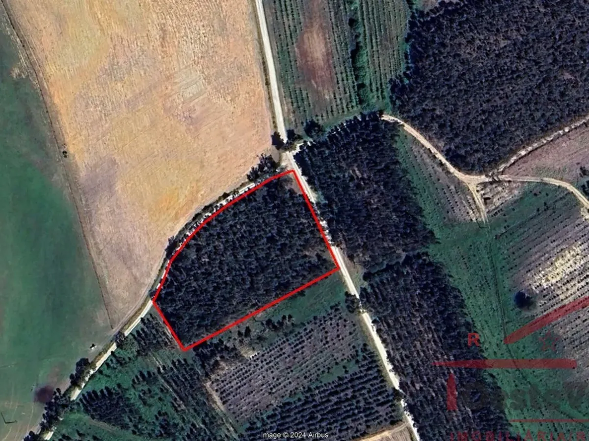 Terreno Rústico com Plantação de Eucaliptos