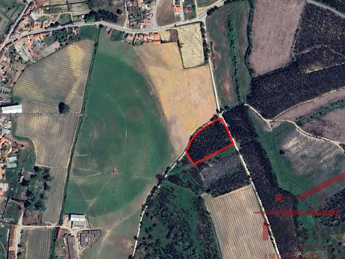 Terreno Rústico com Plantação de Eucaliptos