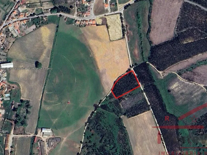 Terreno Rústico com Plantação de Eucaliptos