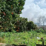 Terreno Construção Moradia Cacia 2