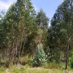 Terreno em Portela do Fojo-Machio 2