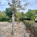 Parcela a 2,5 km de Albacete 17