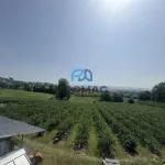 Terreno de Produção de Mirtilos 2