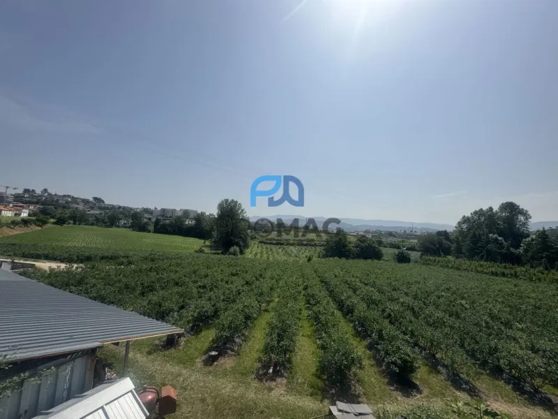 Terreno de Produção de Mirtilos