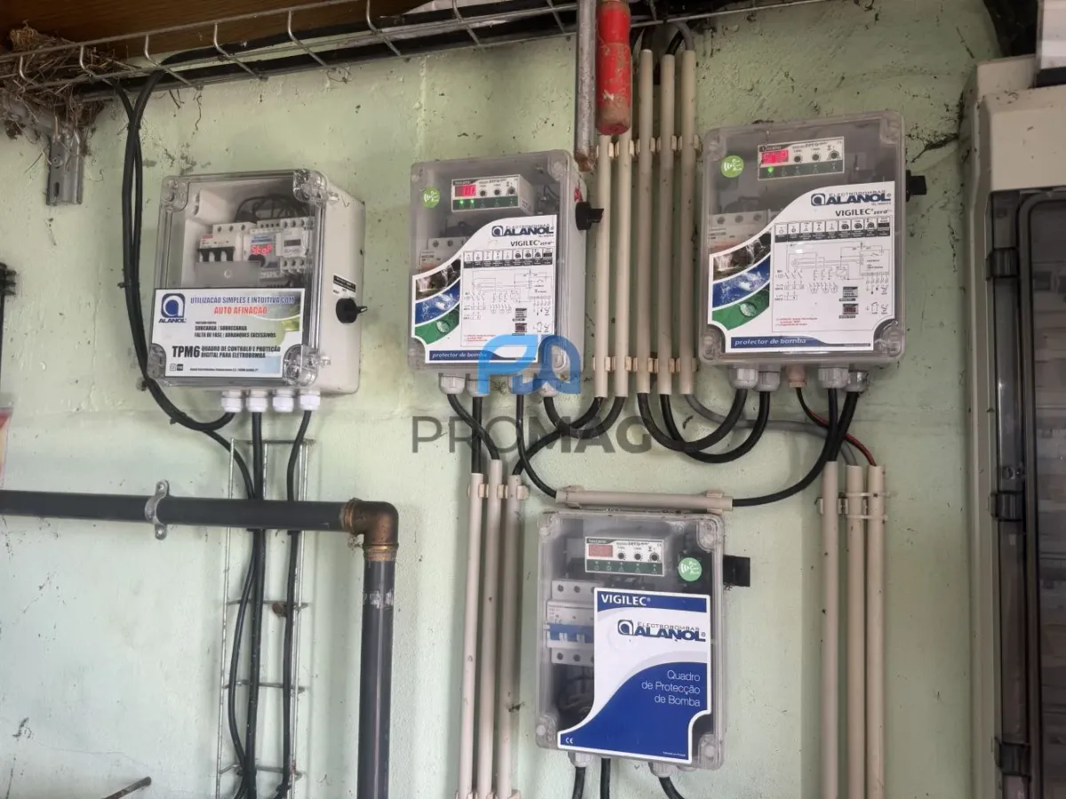 Terreno de Produção de Mirtilos