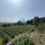 Terreno de Produção de Mirtilos 4