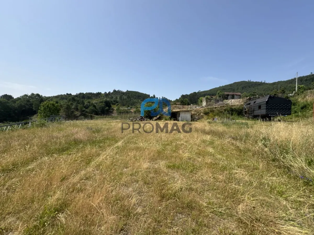 Terreno de Produção de Mirtilos