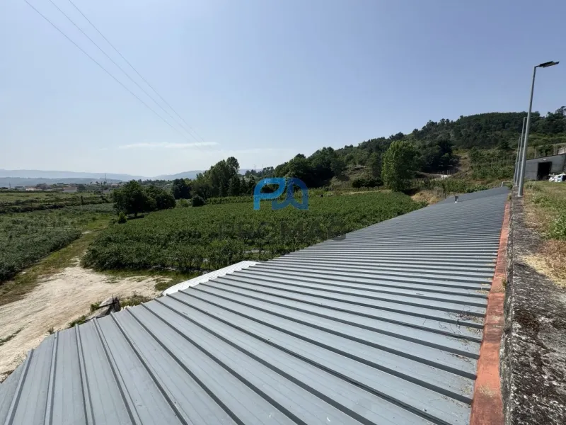 Terreno de Produção de Mirtilos