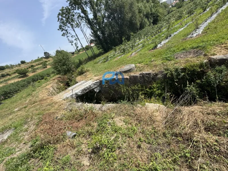 Terreno de Produção de Mirtilos