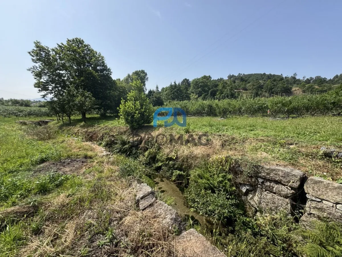 Terreno de Produção de Mirtilos