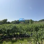 Terreno de Produção de Mirtilos 17