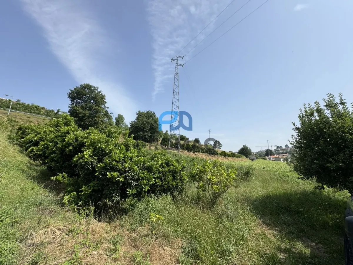 Terreno de Produção de Mirtilos