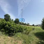 Terreno de Produção de Mirtilos 18