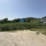 Terreno de Produção de Mirtilos 19