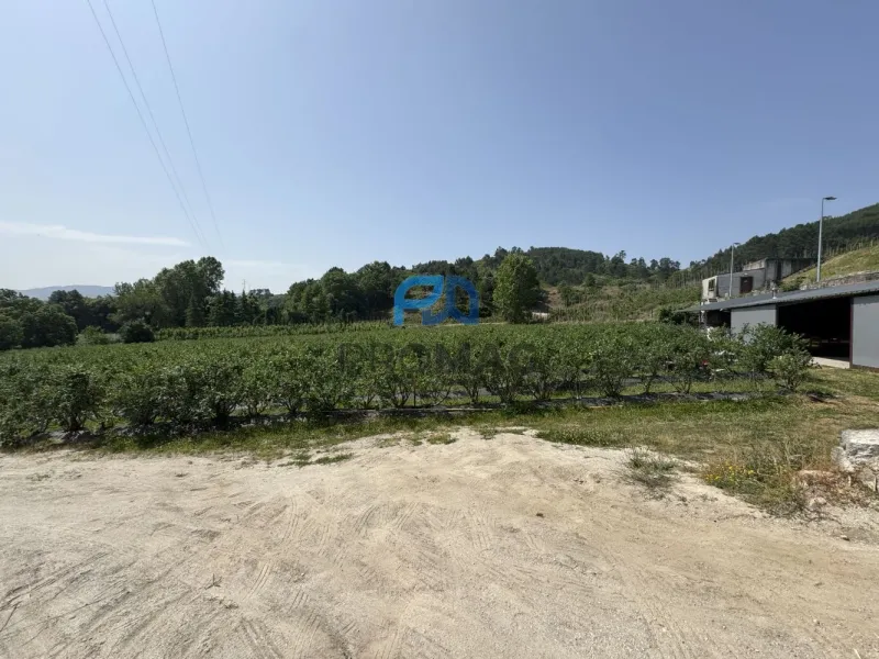 Terreno de Produção de Mirtilos