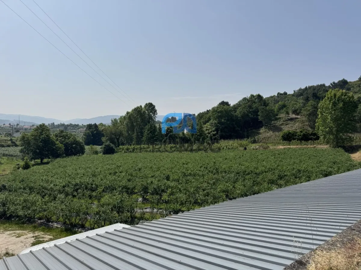 Terreno de Produção de Mirtilos