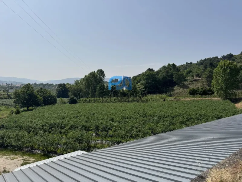 Terreno de Produção de Mirtilos