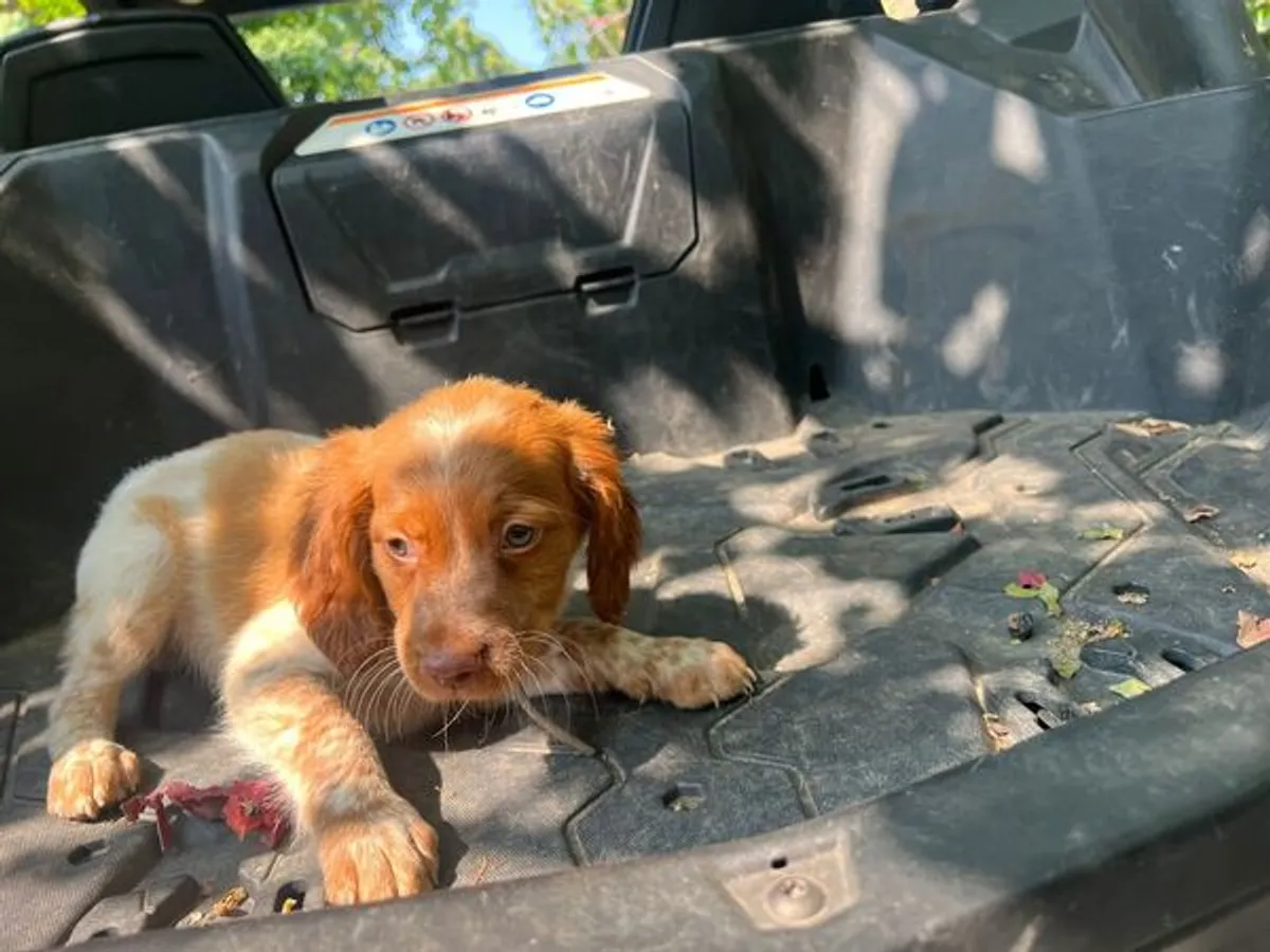 Epagneul bretão com 3 meses