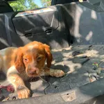 Epagneul bretão com 3 meses 6