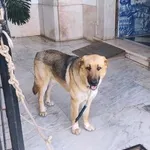 Pastor Alemão vs Pastor Caucasiano PARA ADOÇÃO  1