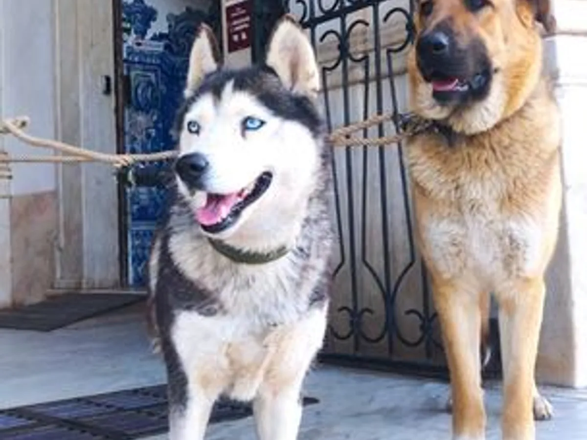 Pastor Alemão vs Pastor Caucasiano PARA ADOÇÃO 
