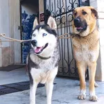 Pastor Alemão vs Pastor Caucasiano PARA ADOÇÃO  2