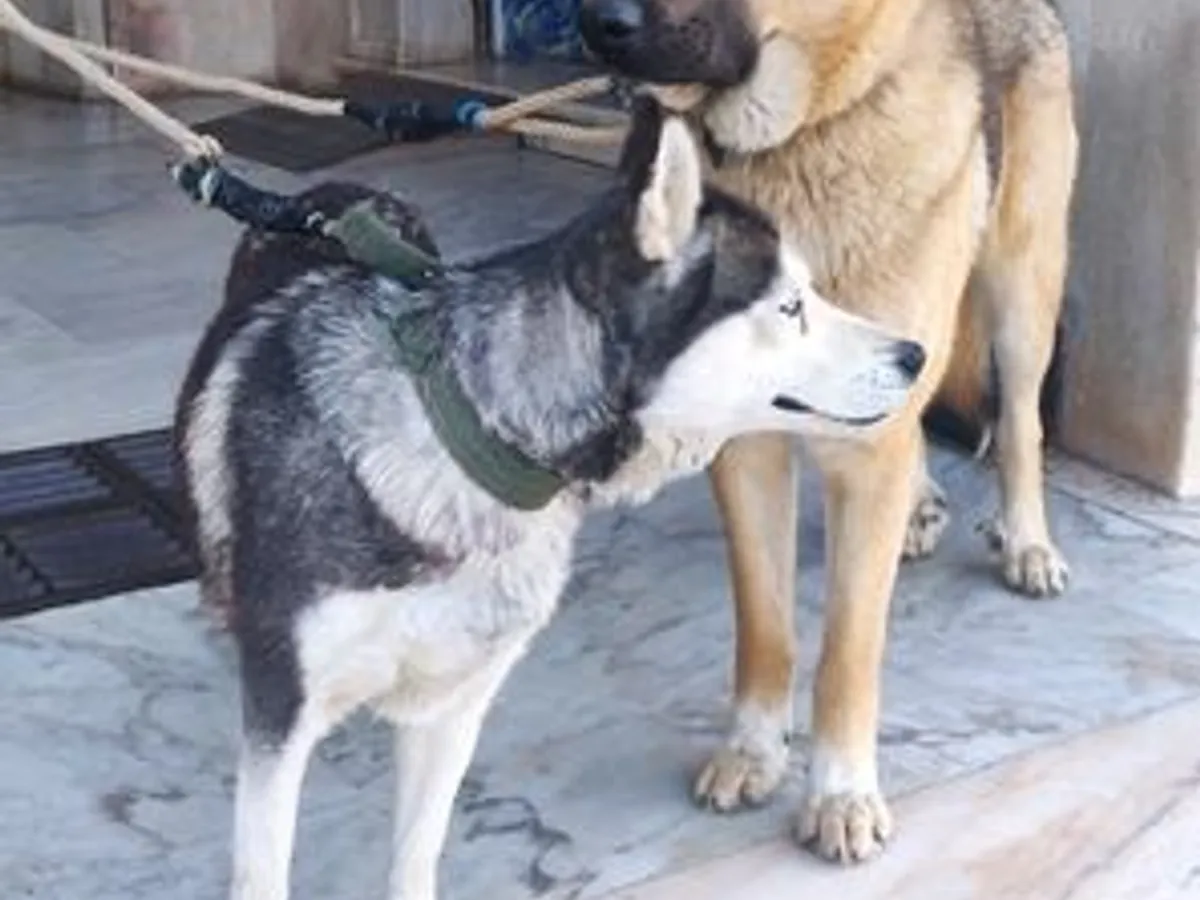 Pastor Alemão vs Pastor Caucasiano PARA ADOÇÃO 