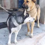 Pastor Alemão vs Pastor Caucasiano PARA ADOÇÃO  4