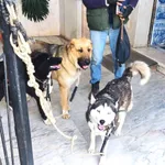 Pastor Alemão vs Pastor Caucasiano PARA ADOÇÃO  5