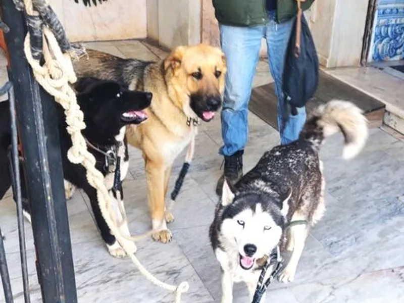 Pastor Alemão vs Pastor Caucasiano PARA ADOÇÃO 