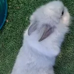 coelho anão ou toy 2