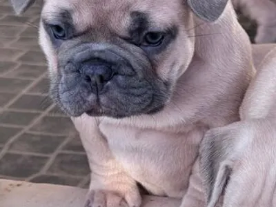 Buldogue Francês Premium – beleza, saúde e tempera