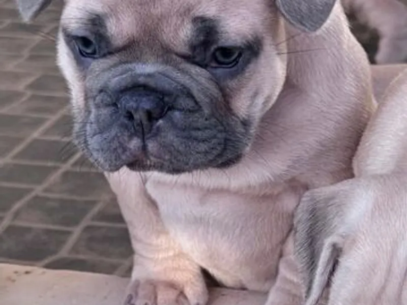 Buldogue Francês Premium – beleza, saúde e tempera